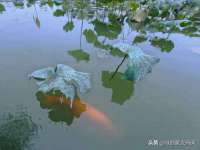 永修县汤赢商贸部
