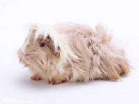 永修县汤赢商贸部